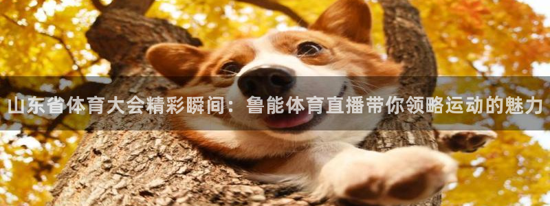 nbajrkan直播：山东省体育大会精彩瞬间：鲁能体育直播带你领略运动的魅力
